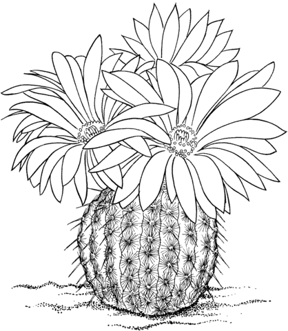 Parodia rutilans or Pink Ball Cactus Coloring page