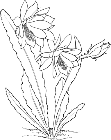 Epiphyllum ackermannii orchid cactus Coloring page