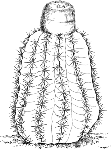 Melocactus intortus or Turk's cap cactus Coloring page