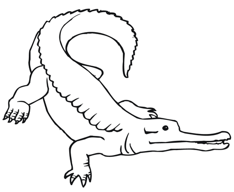 Caiman Coloring page