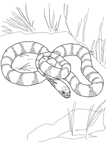 California King Snake Coloring page