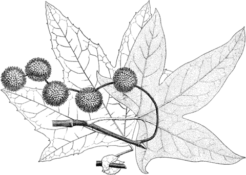California or Western Sycamore Leaves Coloring page