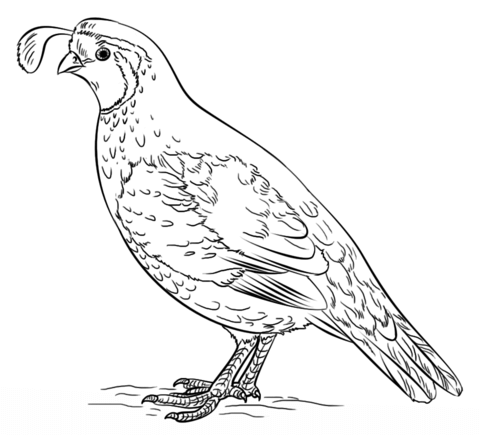 California valley quail Coloring page