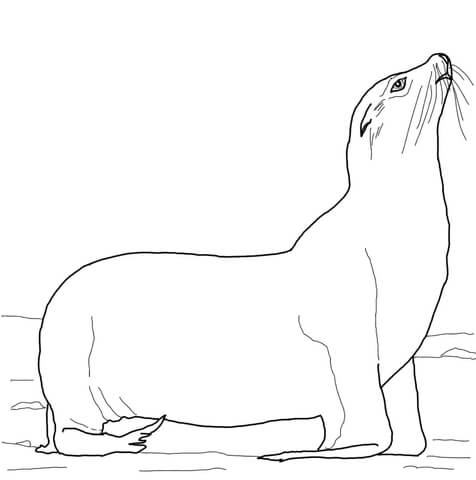 California Sea Lion on a Beach Coloring page