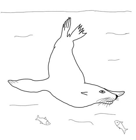 California Sea Lion Swimming Underwater Coloring page
