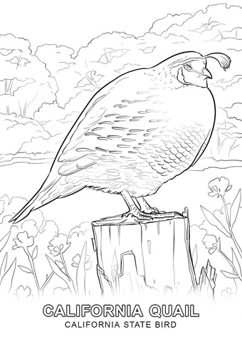 California State Bird Coloring page