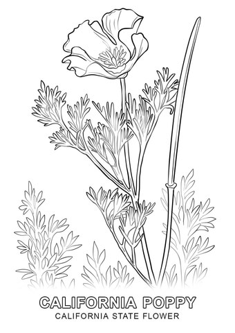 California State Flower Coloring page