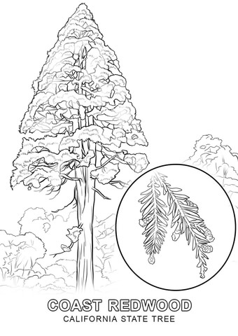 California State Tree Coloring page