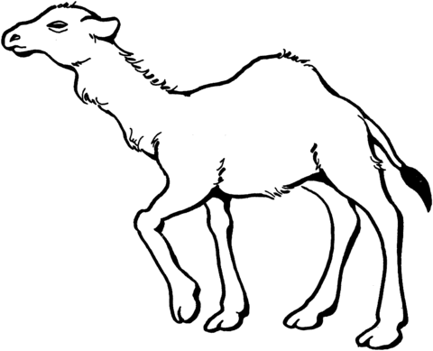 Young Dromedary Camel  Coloring page