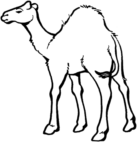 Dromedary Camel 5 Coloring page