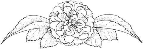 Camellia Flower Coloring page