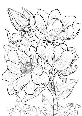 Campbells Magnolia Coloring page