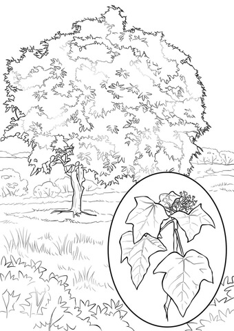 Candlenut Tree Coloring page