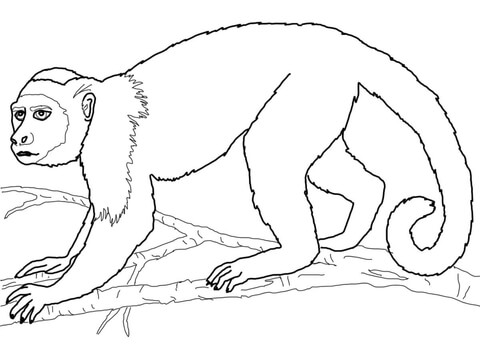Capuchin Monkey Coloring page