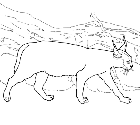 Caracal Coloring page