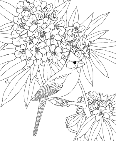 Cardinal and Rhododendron West Virginia Bird and Flower Coloring page