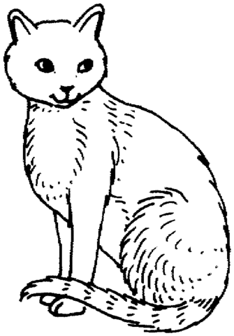 Cat 21 Coloring page
