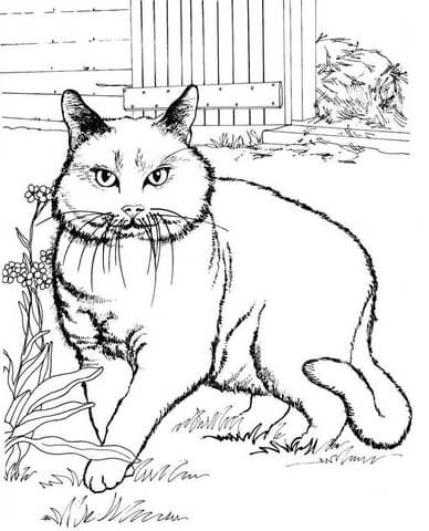 Cat in the Yard Coloring page
