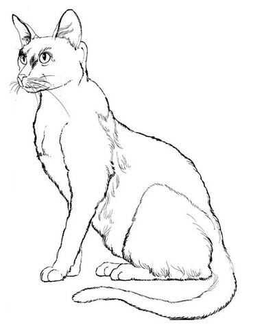 Cat 4 Coloring page