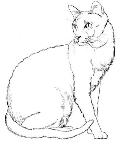 Cat 7 Coloring page