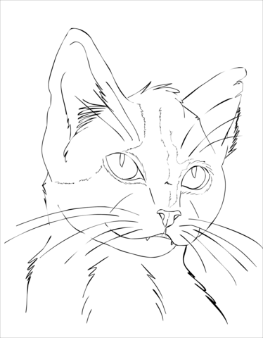 Cat Portrait Coloring page