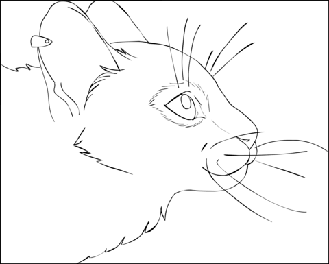 Cat Portrait Coloring page