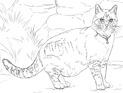 Cat with bell Coloring page
