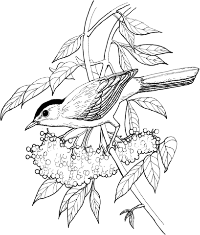 Catbird Coloring page