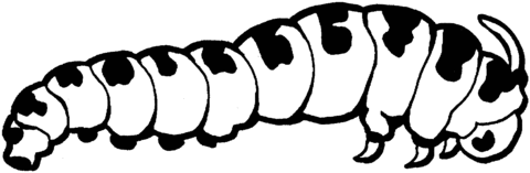 Caterpillar 1 Coloring page