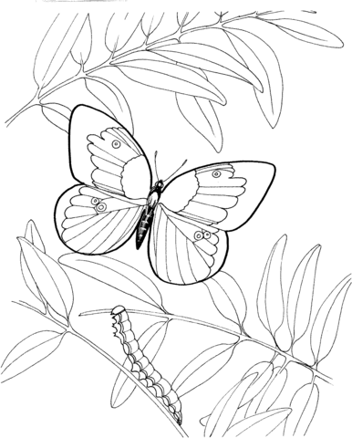 Caterpillar and Butterfly 3 Coloring page