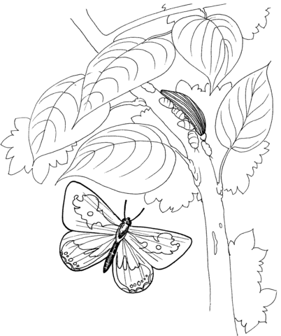 Caterpillar and Butterfly 2 Coloring page