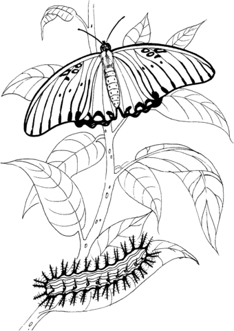 Caterpillar and Buttefly 3 Coloring page
