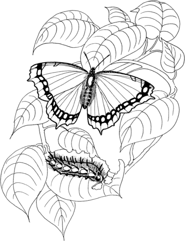 Caterpillar and Butterfly 4 Coloring page