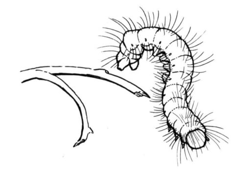 Caterpillar 6 Coloring page