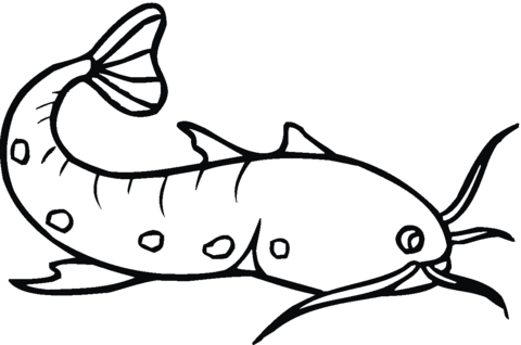 Catfish 11 Coloring page