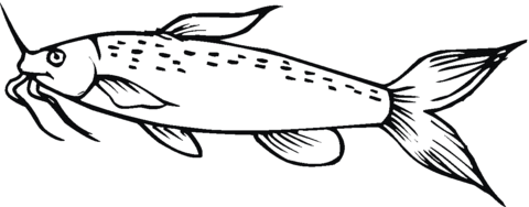 Catfish 14 Coloring page