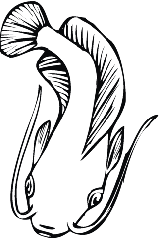 Catfish 15 Coloring page