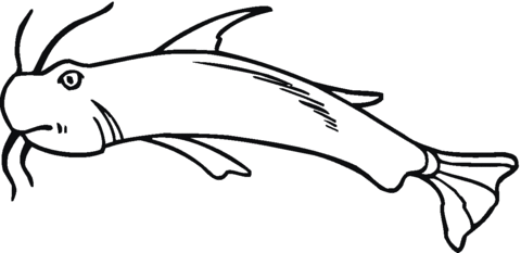 Catfish 22 Coloring page