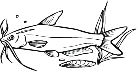 Catfish 8 Coloring page
