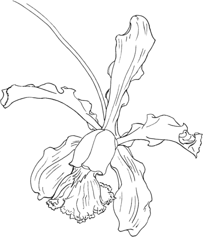 Cattleya Schilleriana Orchid Coloring page