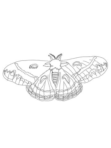 Cecropia Moth Coloring page