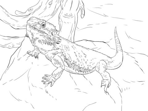 Central Bearded Dragon Coloring page