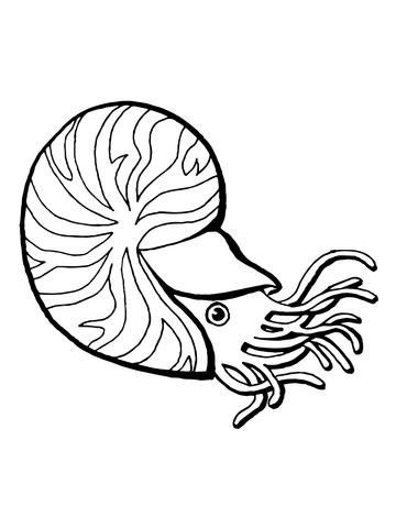Chambered Nautilus Coloring page