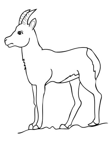 Chamois Goat Antelope Coloring page