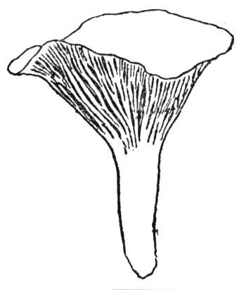 Chanterelle mushroom Coloring page