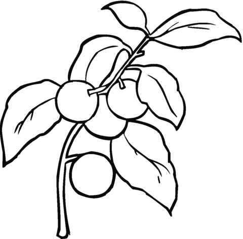 Cherry 2 Coloring page