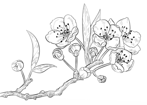 Cherry Blossoms Coloring page