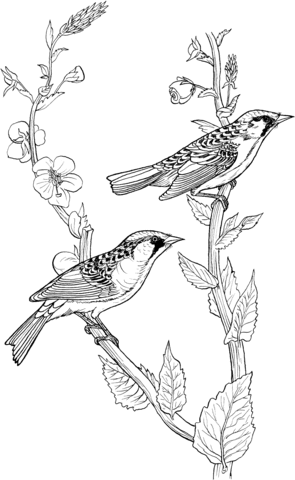 Chestnut Sided Warbler Coloring page