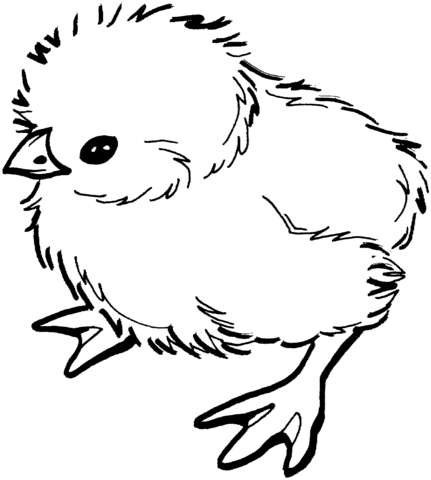 Baby chick Coloring page