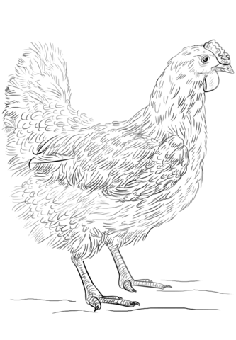 Hen Coloring page